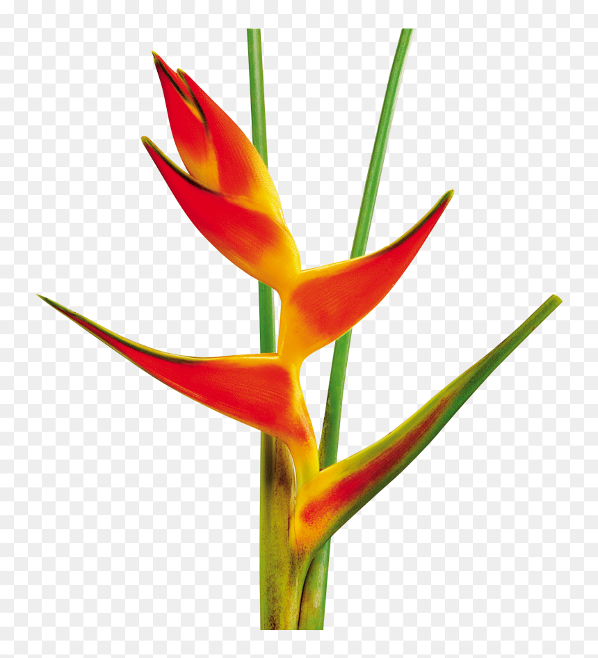 Heliconia Tropical Flower Transparent Art, HD Png Download - heliconia png