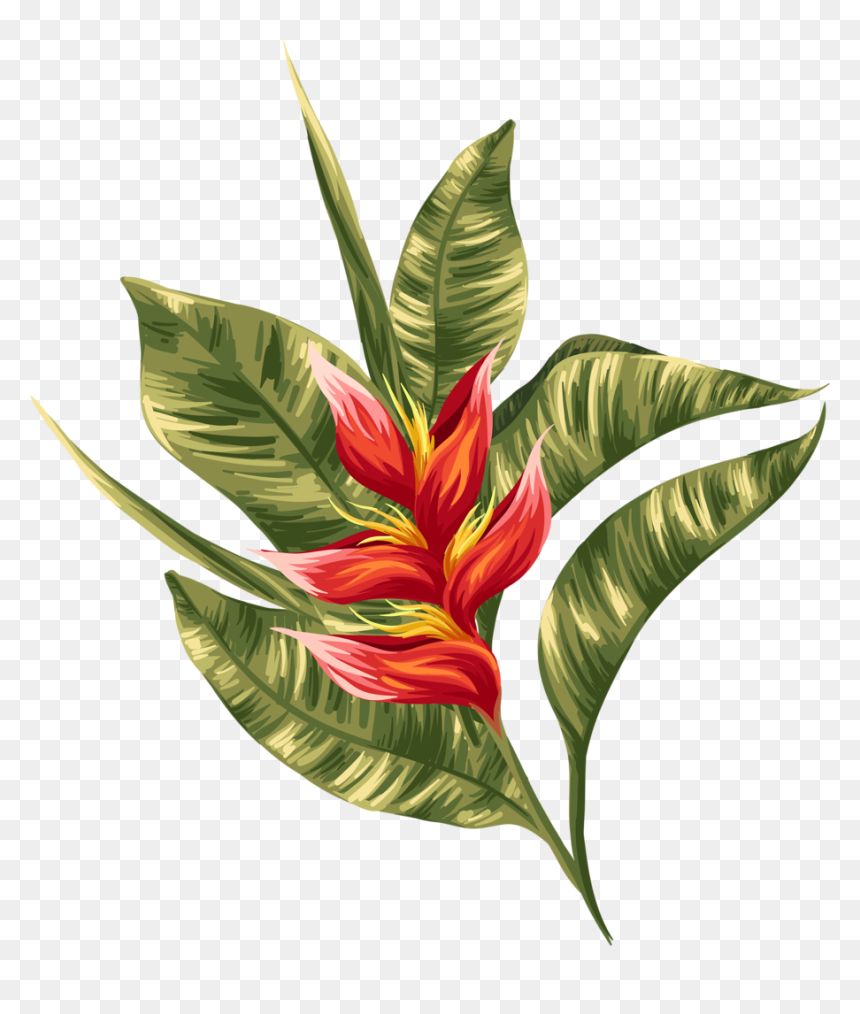 Transparent Greenery Clipart - Heliconias Png, Png Download - heliconia png