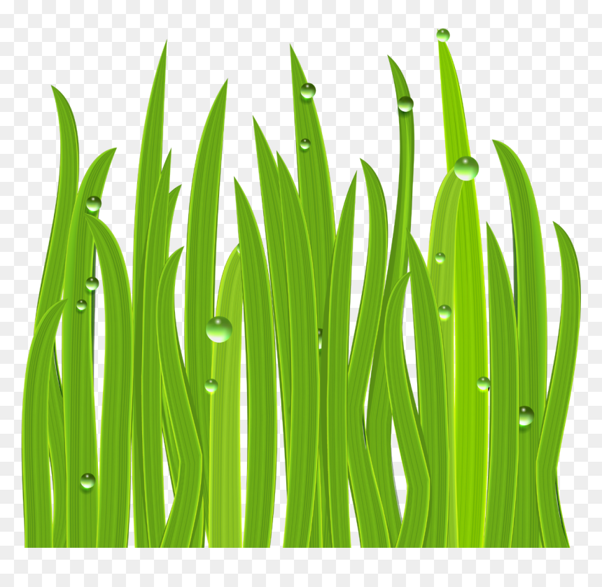 Flowering Grass Png - Lake Grass Clip Art, Transparent Png - grass png