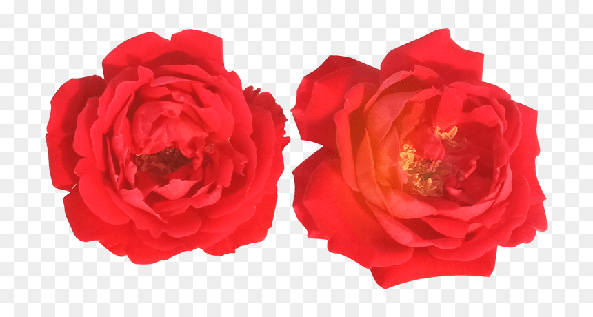 Red Rose Png Image - Floribunda, Transparent Png - rose png