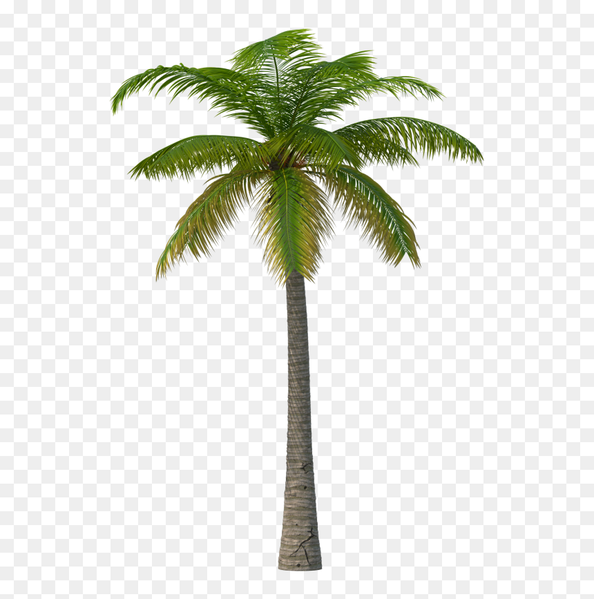 Palm Tree Png Image - Martin Garrix Feat Macklemore And Patrick Stump Summer, Transparent Png - palm tree png