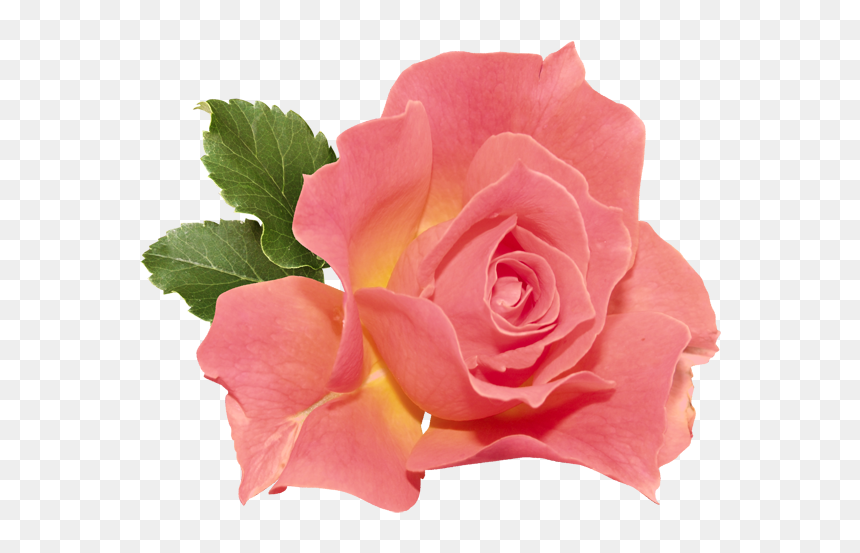 Apple Rose Clipart Clipart Black And White Library - Coral Flower Transparent, HD Png Download - rose png