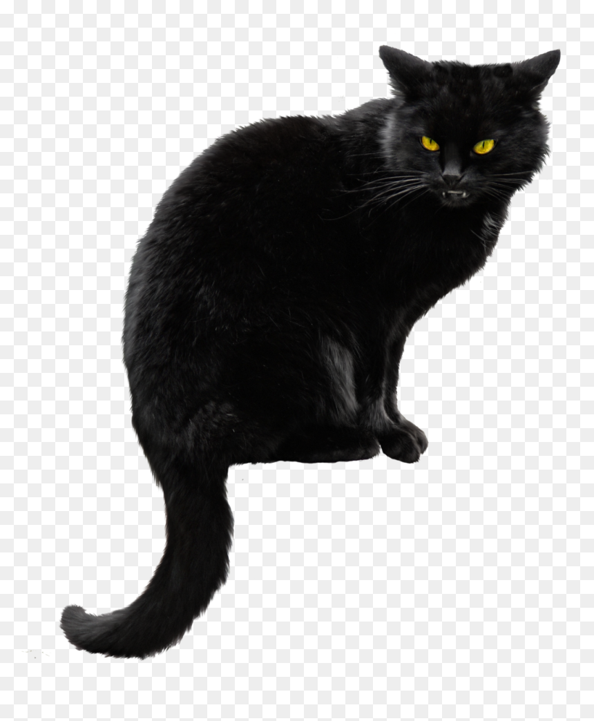 Black Cat Png File - Black Cat Png, Transparent Png - cat png