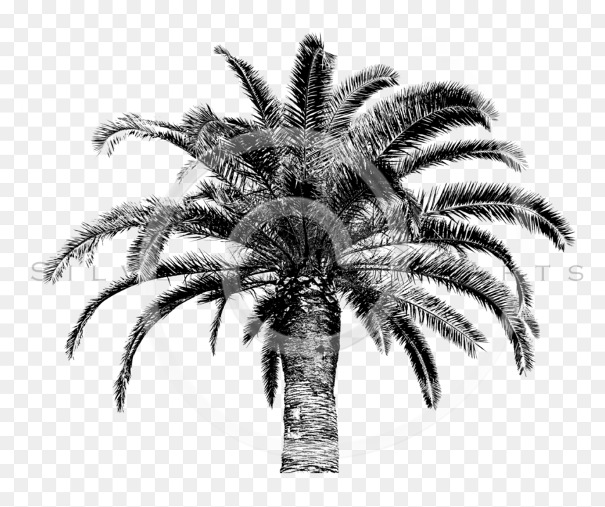 Retro Palm Tree Png - Palm Trees, Transparent Png - palm tree png