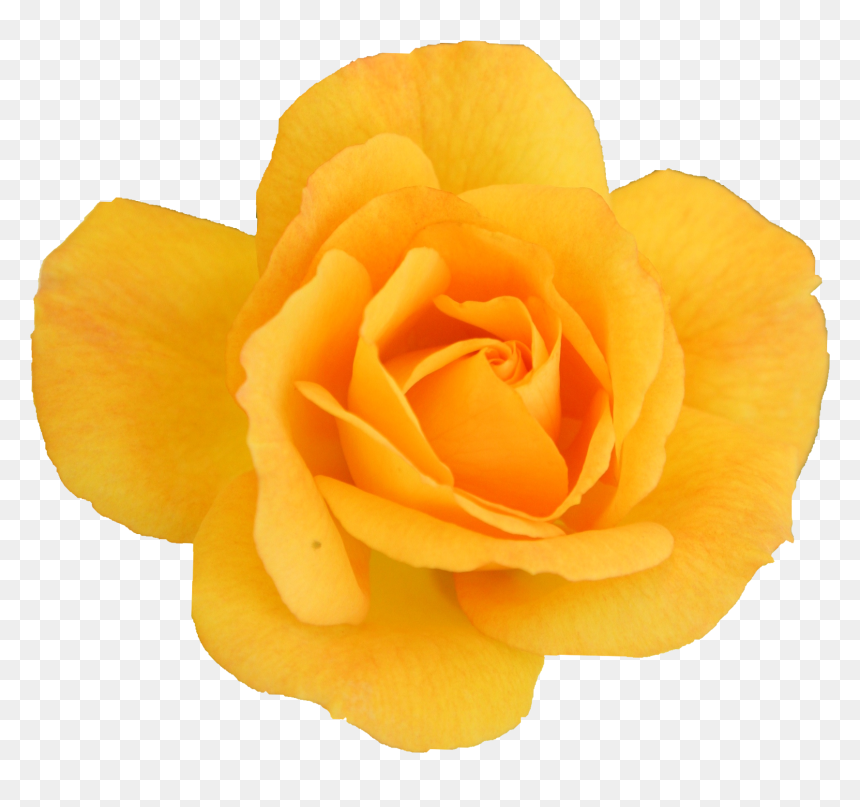 Garden Roses, HD Png Download - rose png