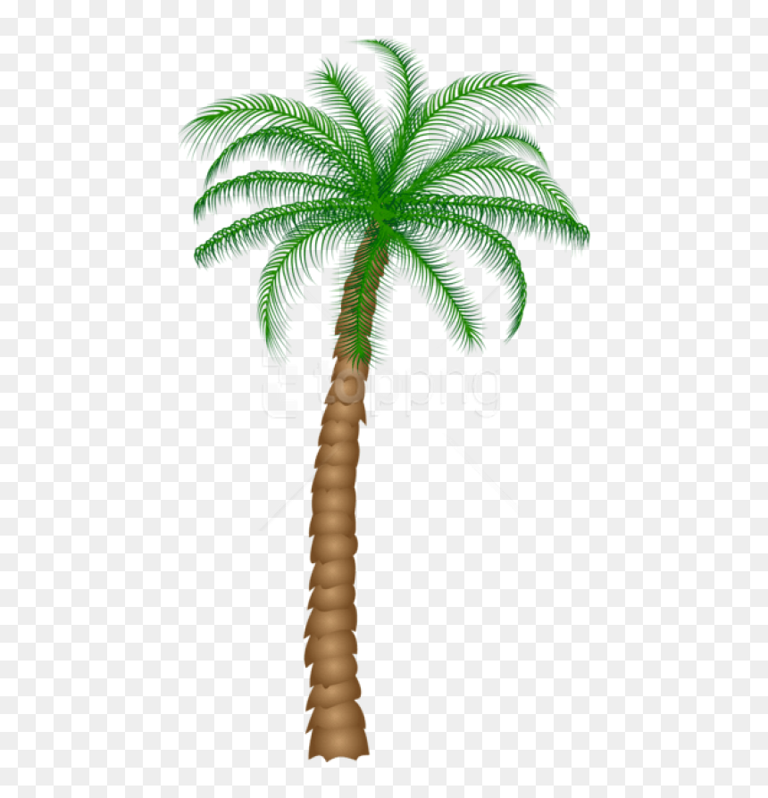 Free Png Download Palm Tree Png Images Background Png - Clipart Palm Tree Png, Transparent Png - palm tree png