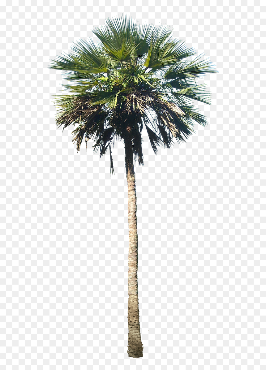 Tall Artificial Palm Tree, HD Png Download - palm tree png