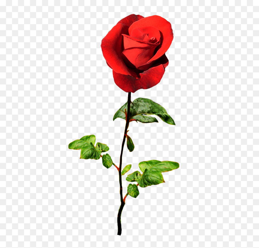 Red Rose For A Valentine Greeting - Valentine Flower Png, Transparent Png - rose png