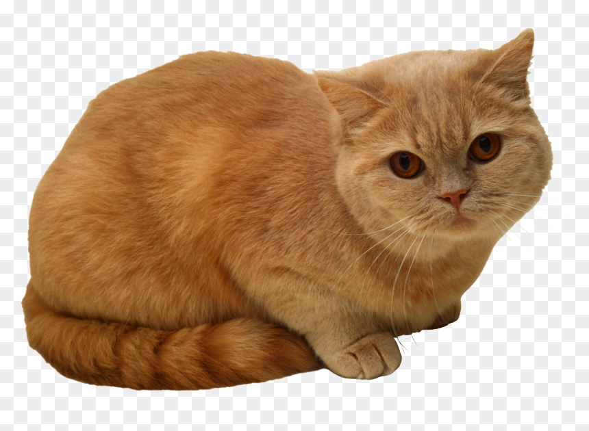 Sitting Cat Png, Transparent Png - cat png