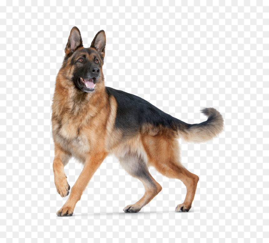 Dog Png For Editing, Transparent Png - dog png