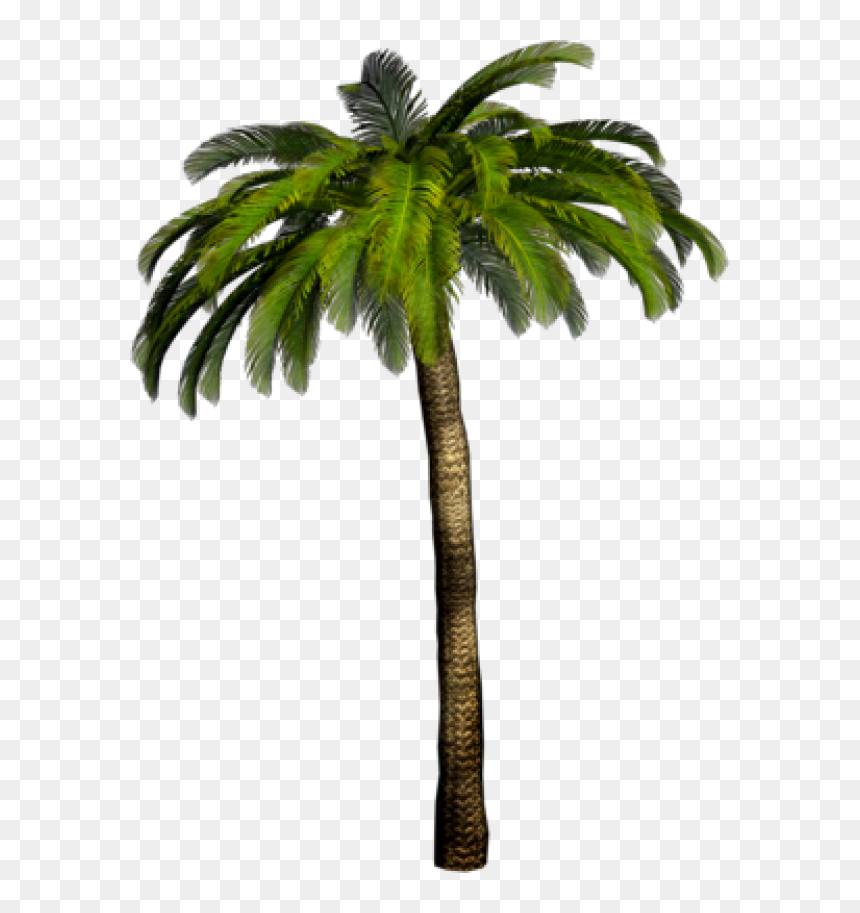Palmtree Png Free Download - Palmera Png, Transparent Png - palm tree png