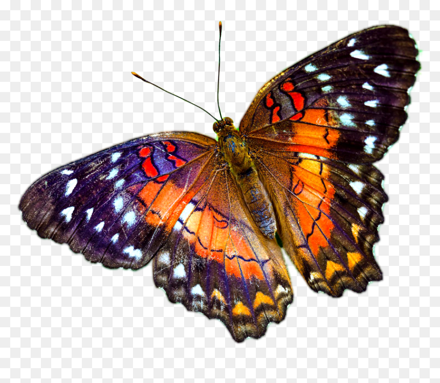 Multicolour Butterfly Png - Transparent Background Butterfly Png, Png Download - butterfly png