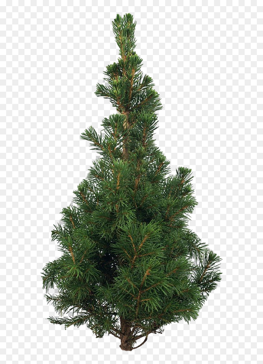 Artificial Christmas Tree Png Pic - Psd, Transparent Png - christmas tree png
