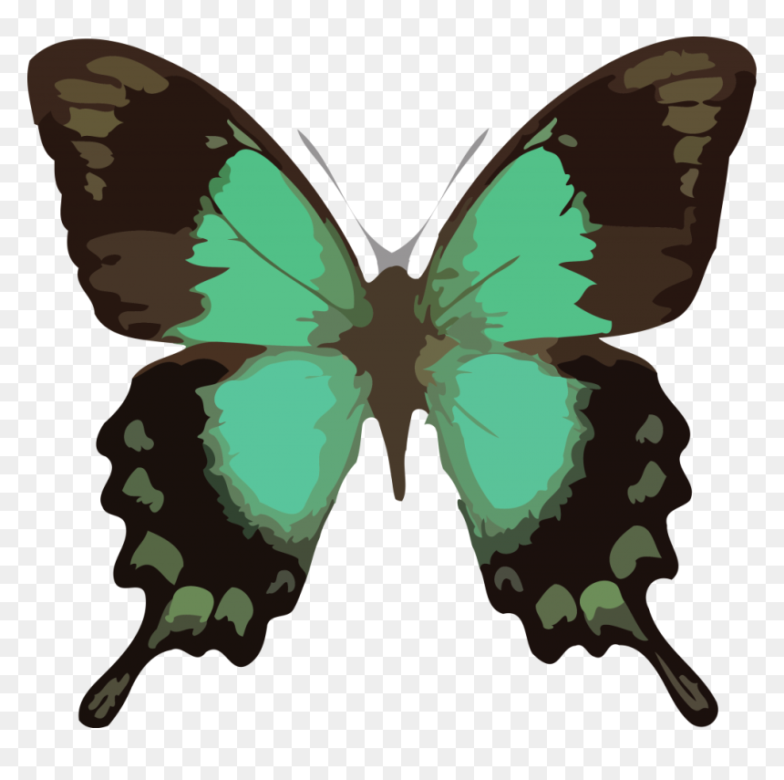Butterfly Png Clipart Download Png - Papilio Lorquinianus, Transparent Png - butterfly png