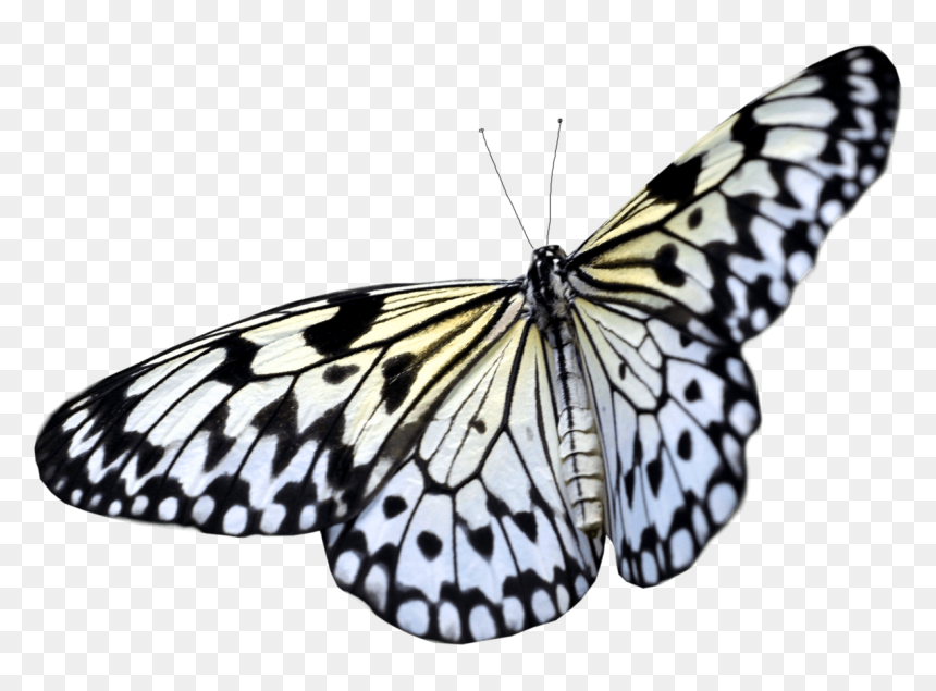 Transparent Butterfly Png - Transparent Background Butterfly Png, Png Download - butterfly png