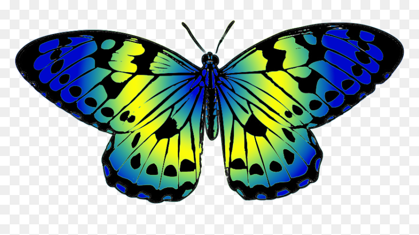 Butterfly Png Images Clipart - Butterfly Blue And Yellow, Transparent Png - butterfly png