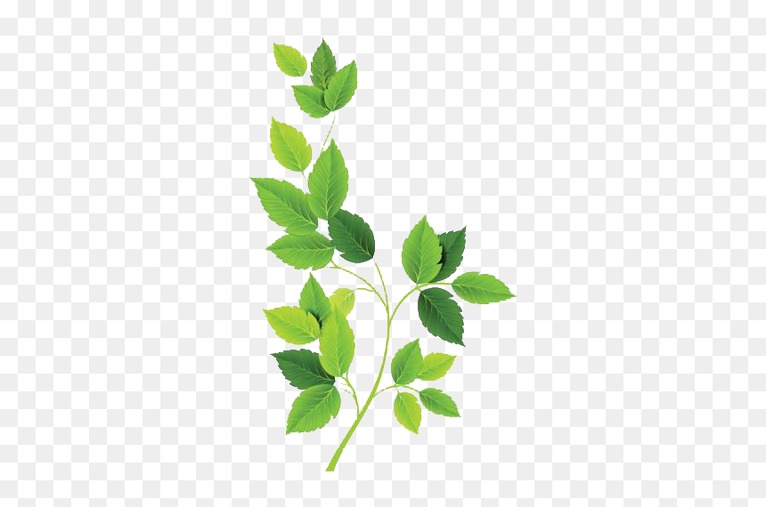 Green Leaves Free Png, Transparent Png - leaf png