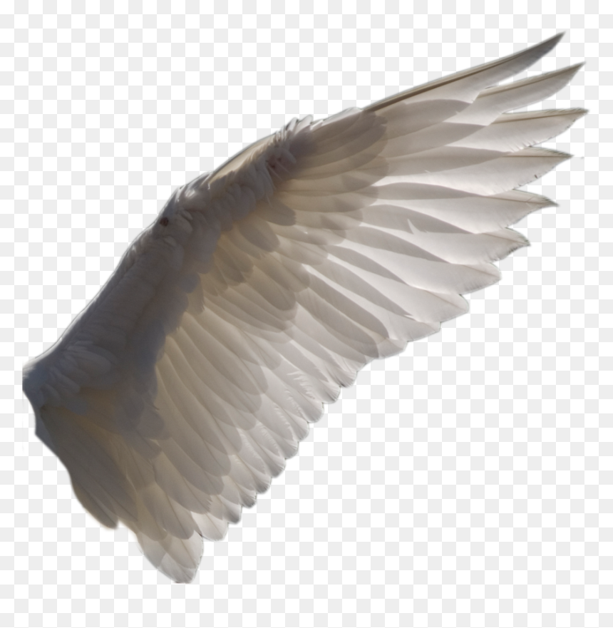 Wing Png 1 By Evelivesey - Bird Wings Transparent Background, Png Download - wings png