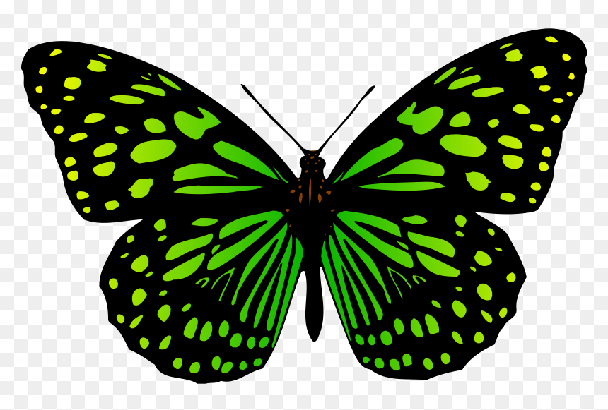 Butterfly Clip Arts - Butterfly Images Drawing With Colour, HD Png Download - butterfly png