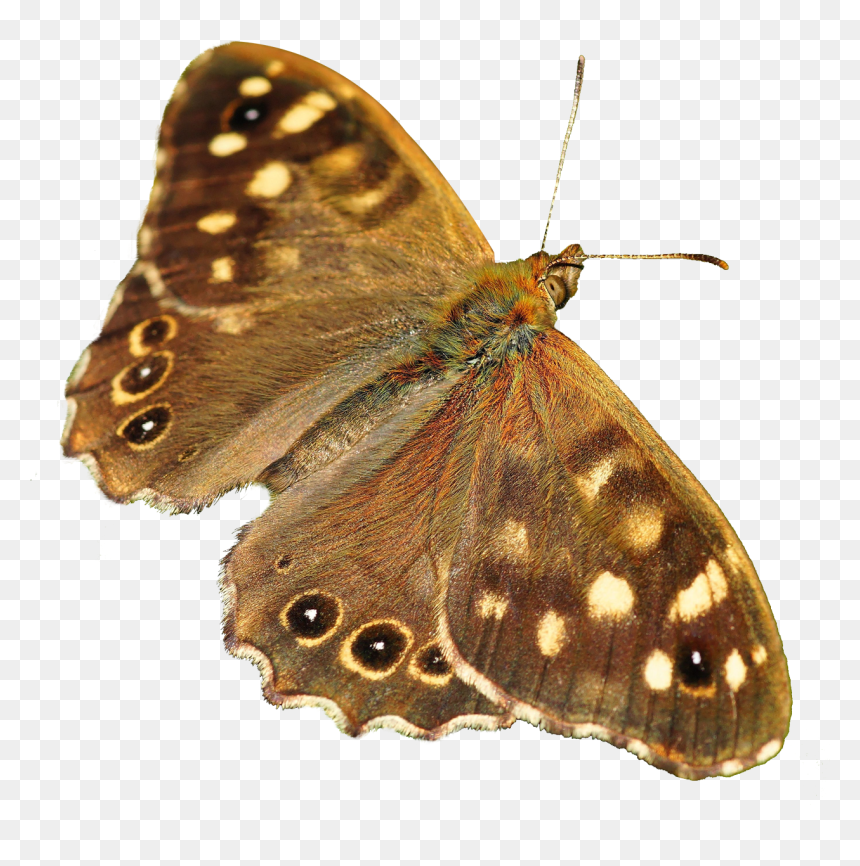 Butterfly - Moth Transparent, HD Png Download - butterfly png