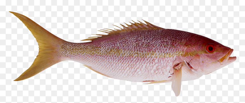 Fish Png - أسماك Png, Transparent Png - fish png