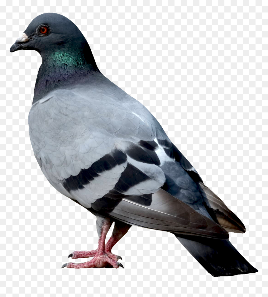 Pigeon Png, Transparent Png - bird png