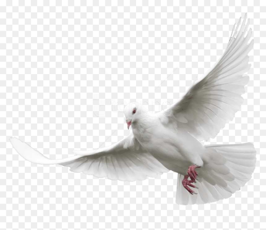 Free Png Download White Dove Png Images Background - Transparent Background Dove Png, Png Download - dove png