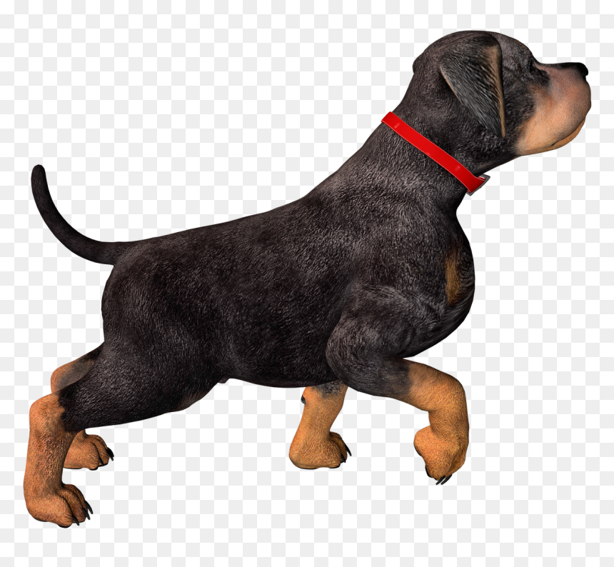 Dog With Collar Png, Transparent Png - dog png