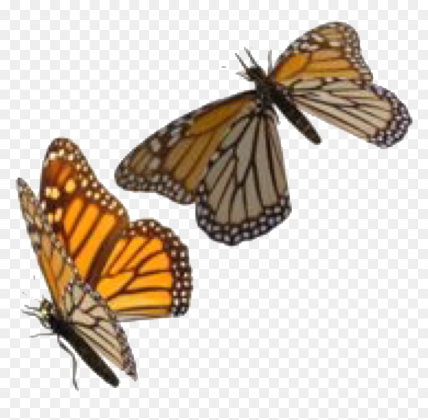 Transparent Background Monarch Butterflies Png, Png Download - butterfly png