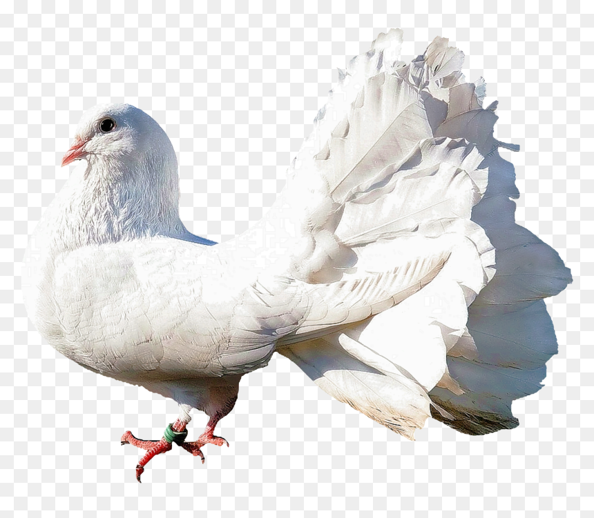 Dove - Dove Images In Png, Transparent Png - dove png