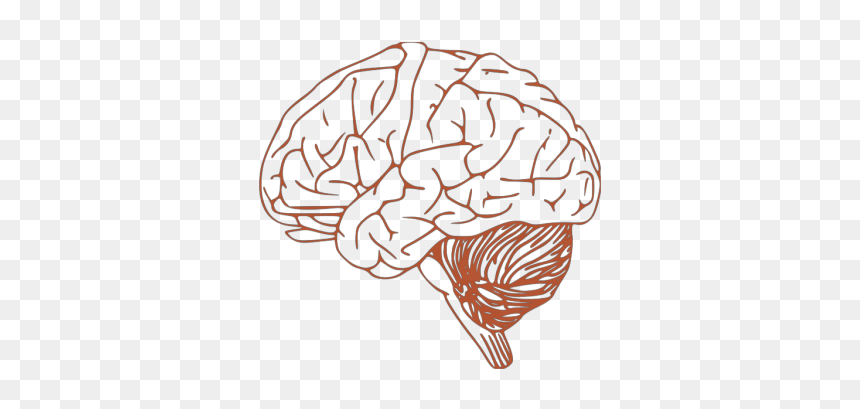 Brain Png Icons, Transparent Png - brain png