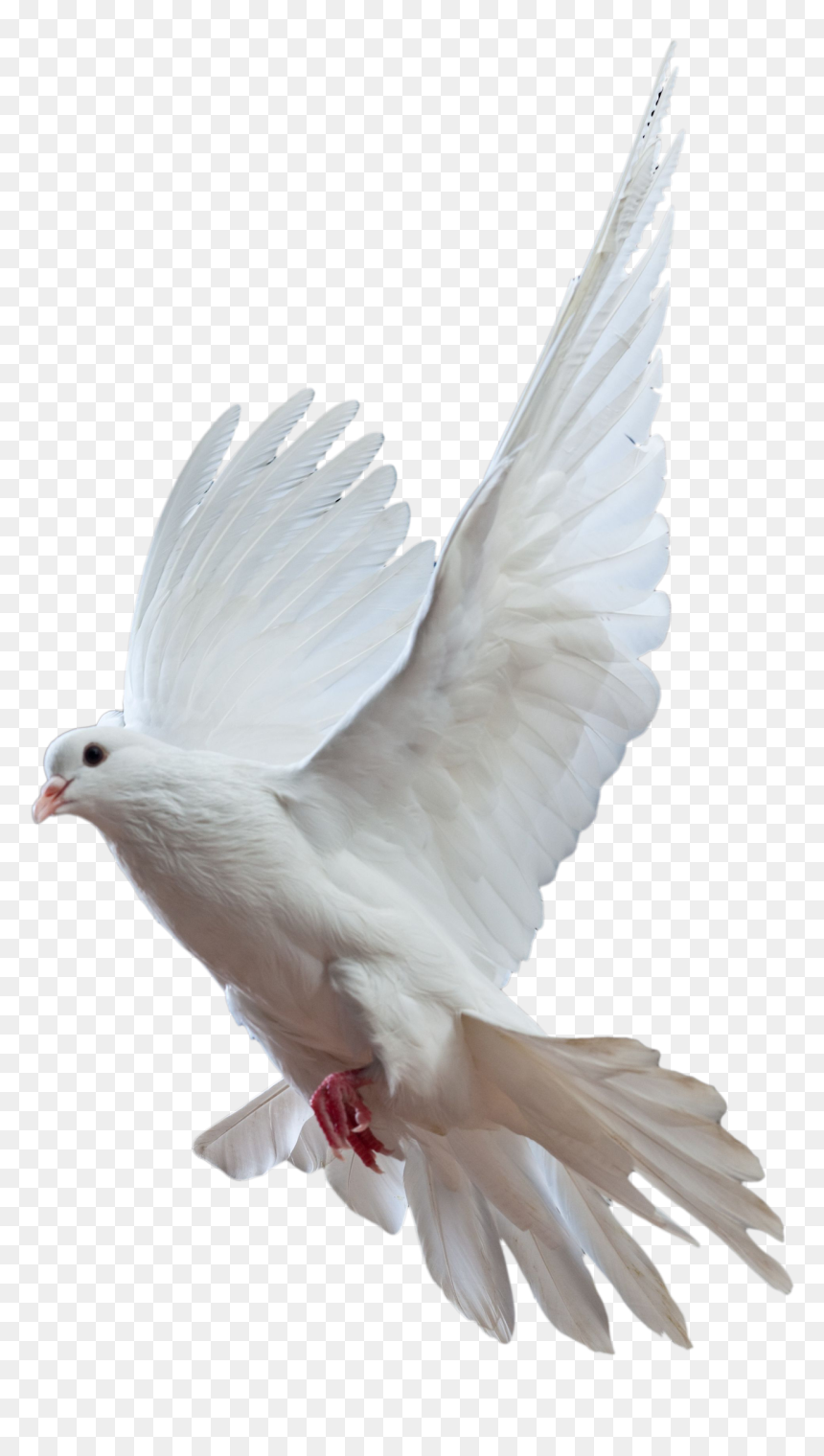 Pigeon Png Kabutar Png- - Bird Dove Png, Transparent Png - dove png