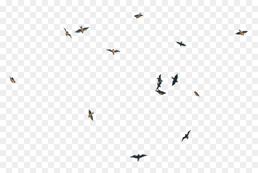 Flying Bird Png Image, Transparent Png - birds png