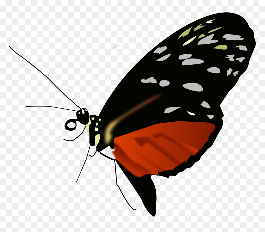 Butterfly Pic Hd Png, Transparent Png - butterfly png