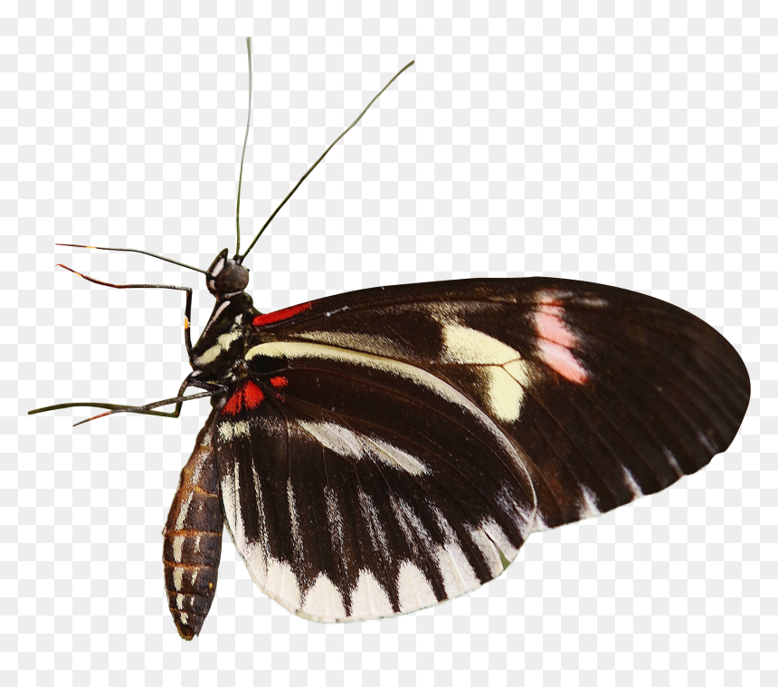 Butterfly Png Image - Butterflies, Transparent Png - butterfly png
