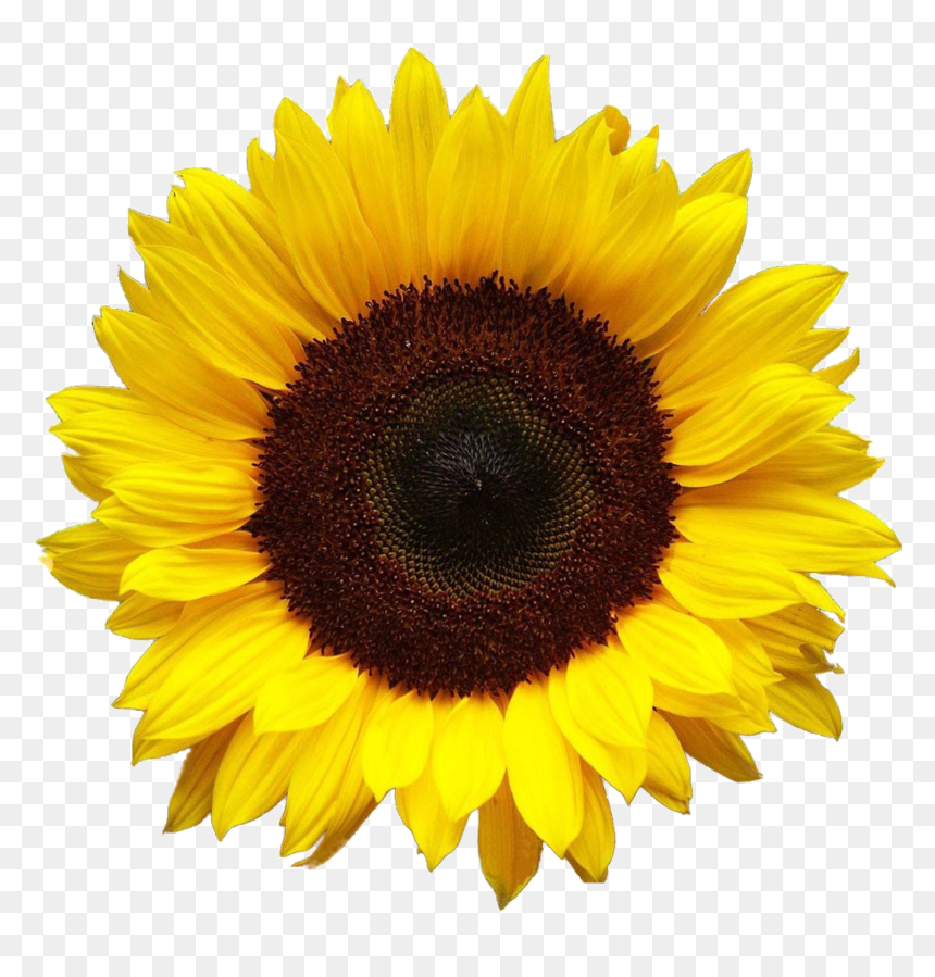 Sunflower Png Hd - Sunflower Png, Transparent Png - sunflower png