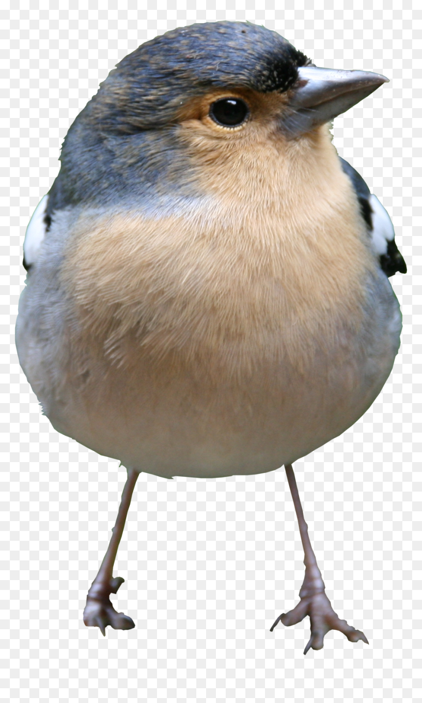 Bird Png Texture - Standing Bird Png, Transparent Png - bird png