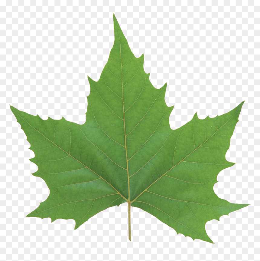 Green Leaf Png - Green Maple Leaf Png, Transparent Png - leaf png