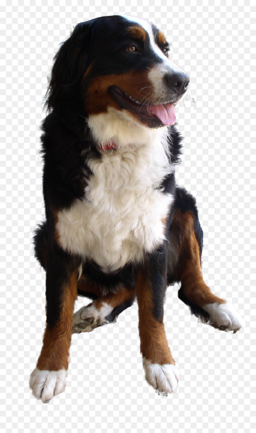 Dog Png Image - Dog Png Transparent Background, Png Download - dog png