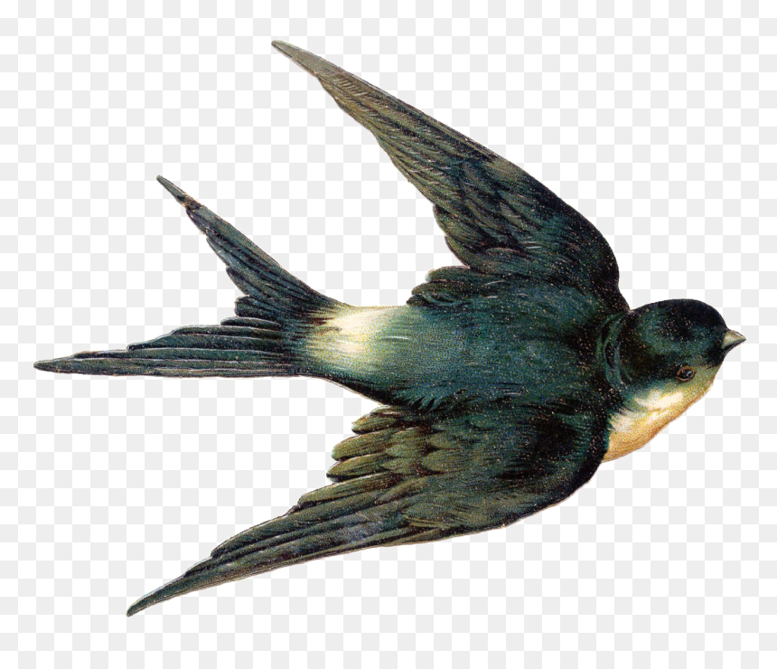 Fairy Bird Png Hd - Vintage Swallow, Transparent Png - bird png
