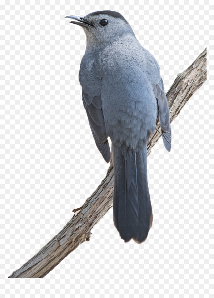 Spring Birds Png Background - Catbird Transparent Background, Png Download - birds png
