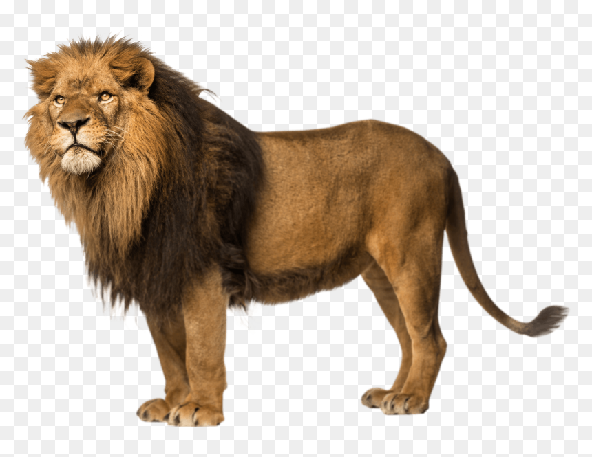 Lion Left Looking Clip Arts - Lion Png, Transparent Png - lion png