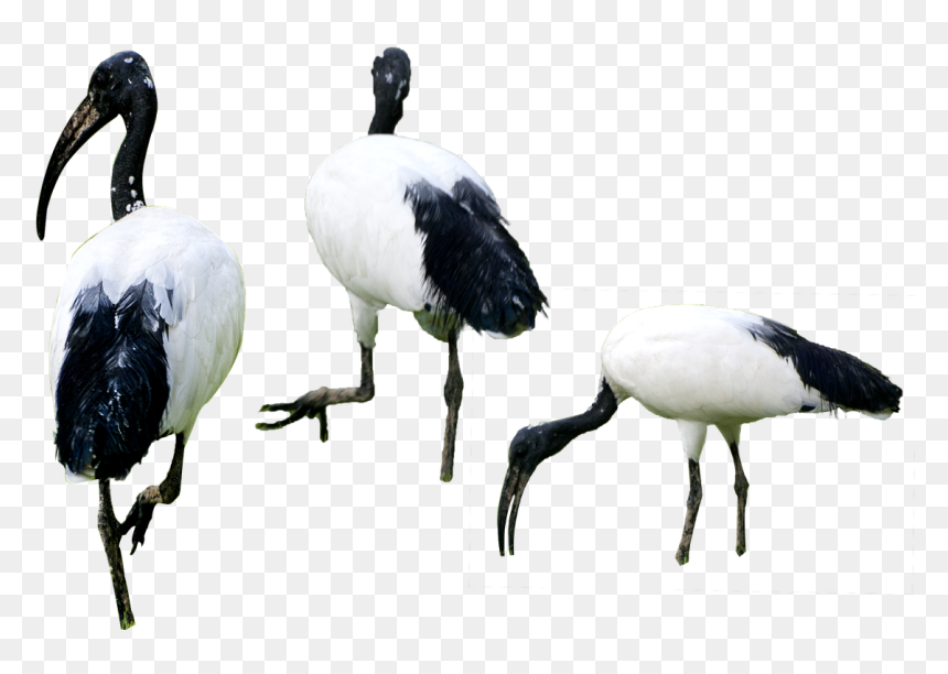Birds Png Isolated Background Free Photo - Birds In Water Png, Transparent Png - birds png