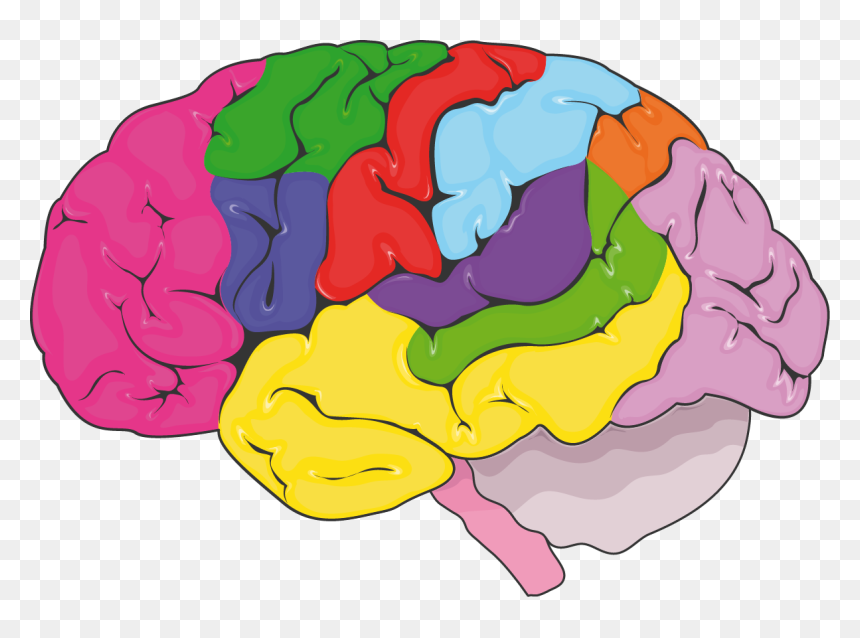 Nervous System, HD Png Download - brain png
