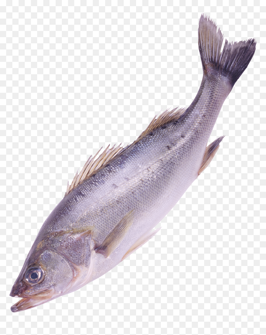Fish Png Image In This Page You Can Download Png Image - Png Format Transparent Fish Png, Png Download - fish png