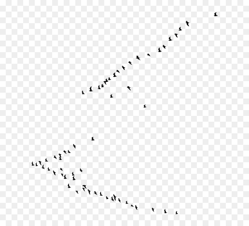 New Birds Png - Birds, Transparent Png - birds png