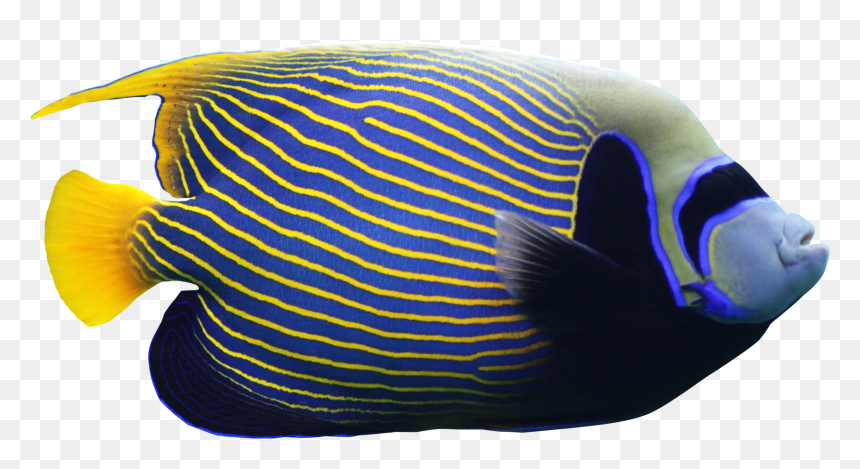 Vw-28, Coral Reef Fish, Images V - Angelfish Png, Transparent Png - fish png