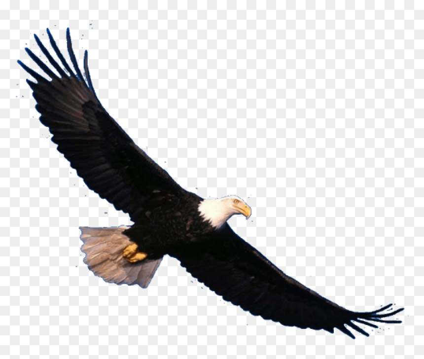 Bald Eagle Png Download Image - Bald Eagle Flying Png, Transparent Png - eagle png