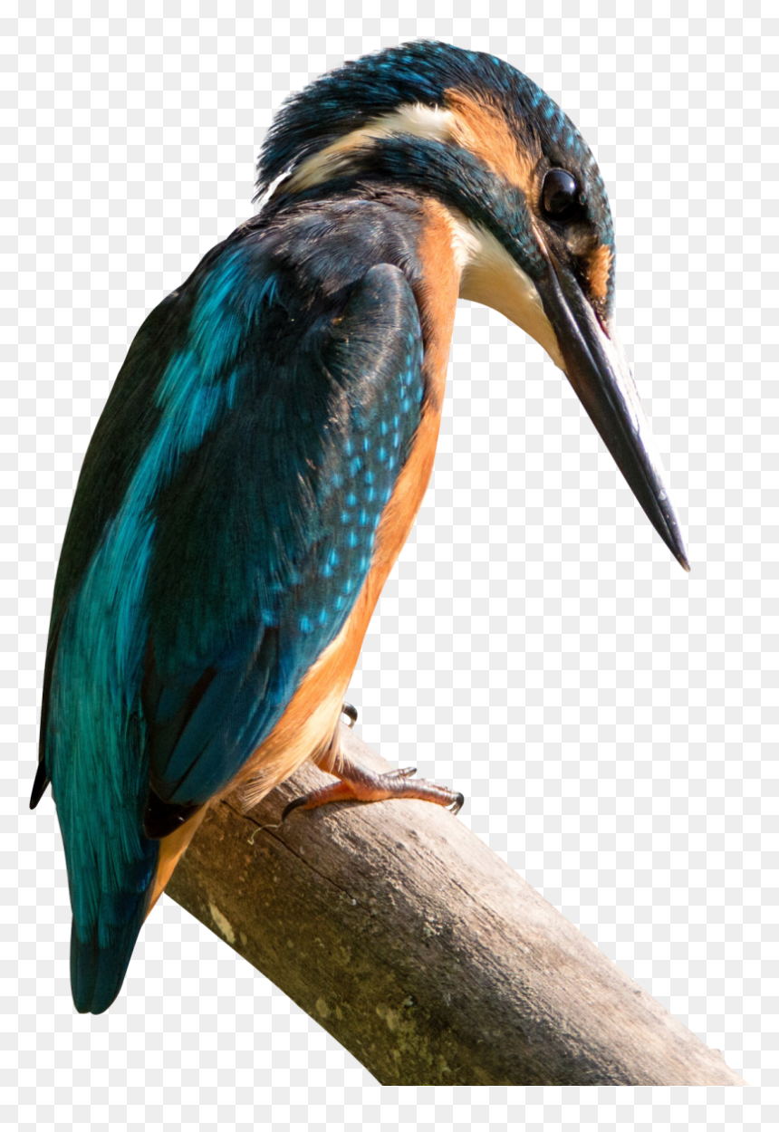 Kingfisher Bird Png Image, Transparent Png - birds png