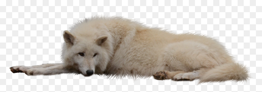 Laying Sleeping Wolf White Cut Out Png - White Wolf Png Transparent, Png Download - wolf png